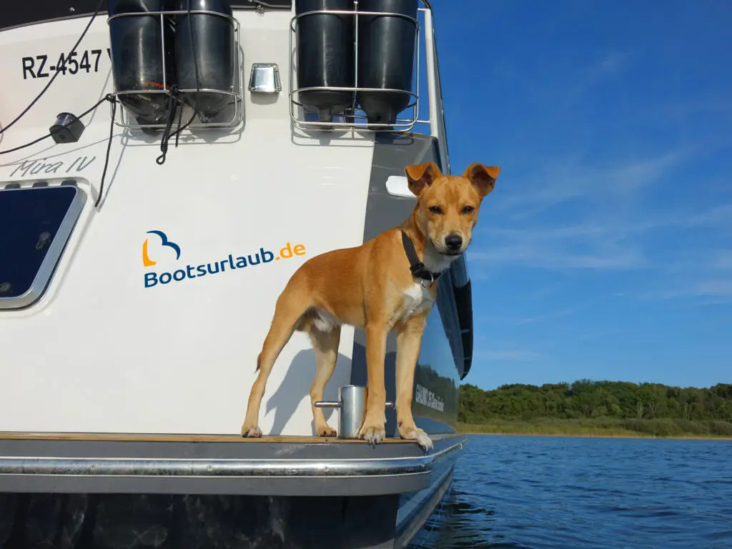 Hausboot mieten Hund an Bord Bootsurlaub.de
